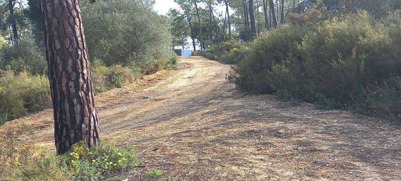 Casa Do Pinheiro - Parque Natural Da Ria Formosa. Tavira Ngoại thất bức ảnh