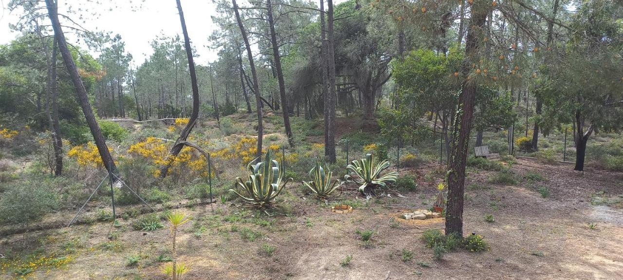 Casa Do Pinheiro - Parque Natural Da Ria Formosa. Tavira Ngoại thất bức ảnh